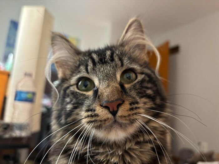 Close-up of a kitten with fluffy ear furnishings highlighting its charm and adorable features indoors.
