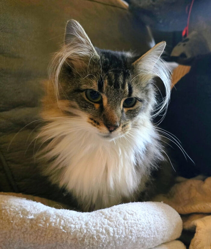 Fluffy kitten with long ear furnishings resting on a soft blanket, showcasing extra charm and cuteness.