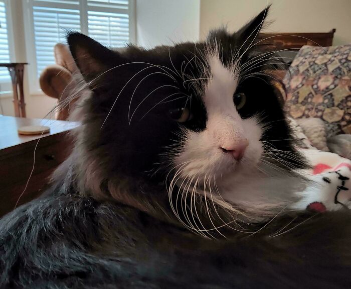 Black and white fluffy kitten with prominent ear furnishings resting indoors on a cozy blanket near a patterned pillow.