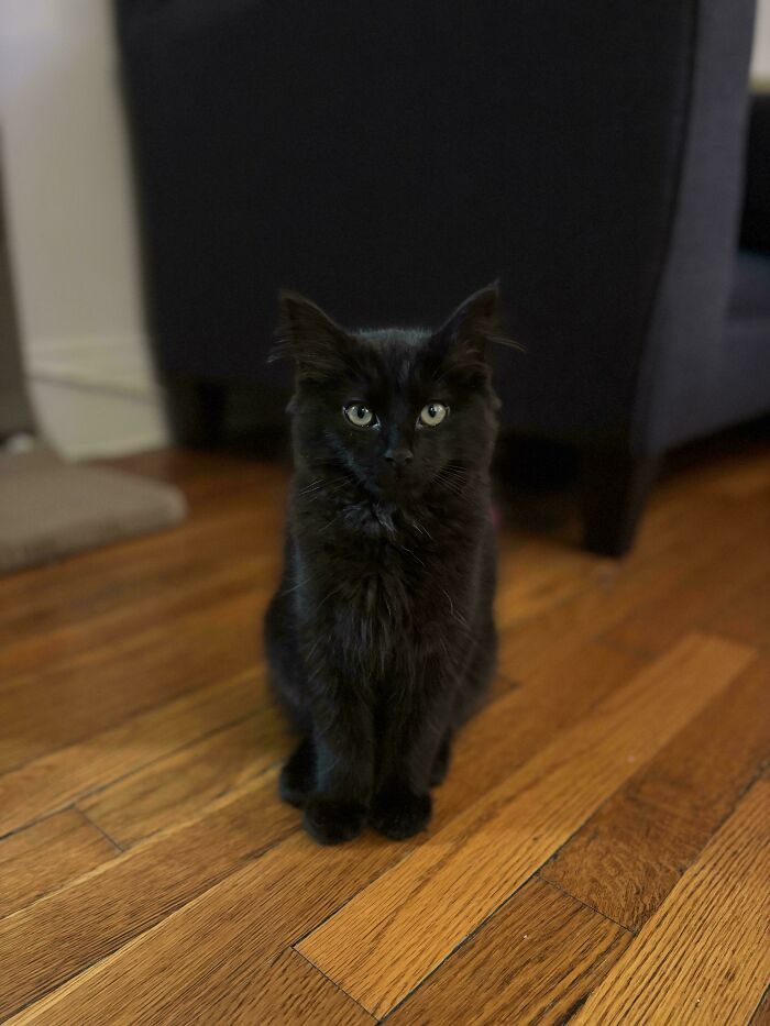 Black kitten with fluffy ear furnishings sitting on a wooden floor beside dark furniture adding extra charm.