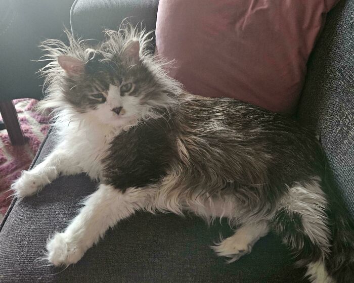 Fluffy kittens with ear furnishings lounging on a gray couch adding extra charm to their cuteness.