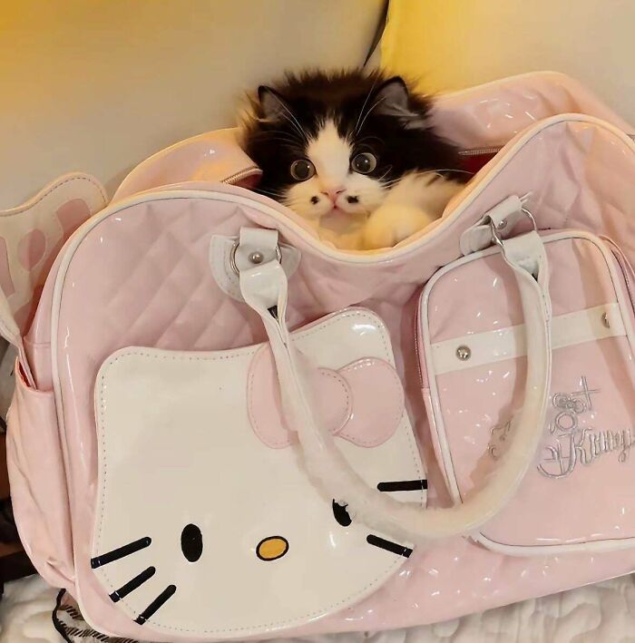 Black and white kitten with fluffy ear furnishings peeking out of a pink Hello Kitty bag adding extra charm.