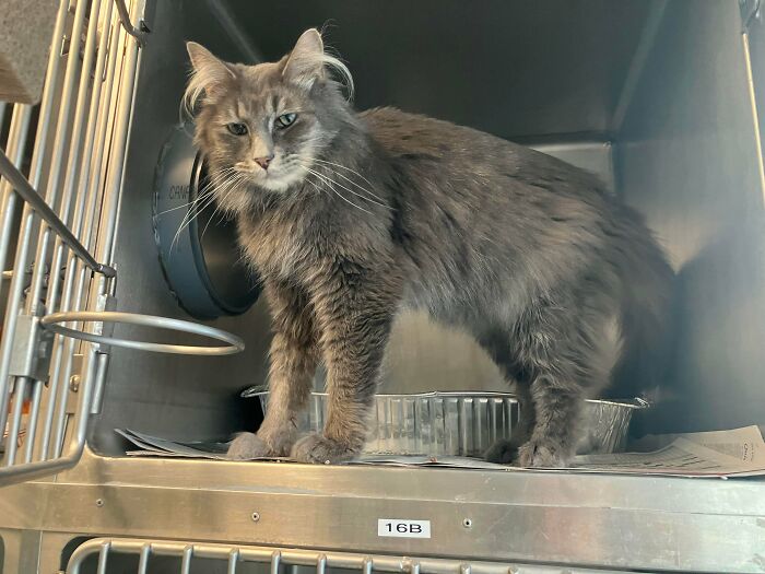 Fluffy kitten with prominent ear furnishings standing inside a metal cage, showcasing extra charm and soft fur.