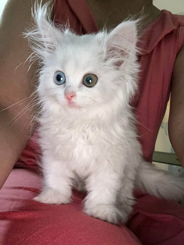 Fluffy kitten with distinctive ear furnishings and heterochromatic eyes sitting on a person's lap, adding extra charm.