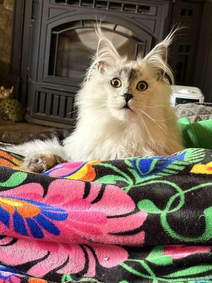 Fluffy kitten with prominent ear furnishings resting on a colorful floral blanket in a cozy indoor setting.