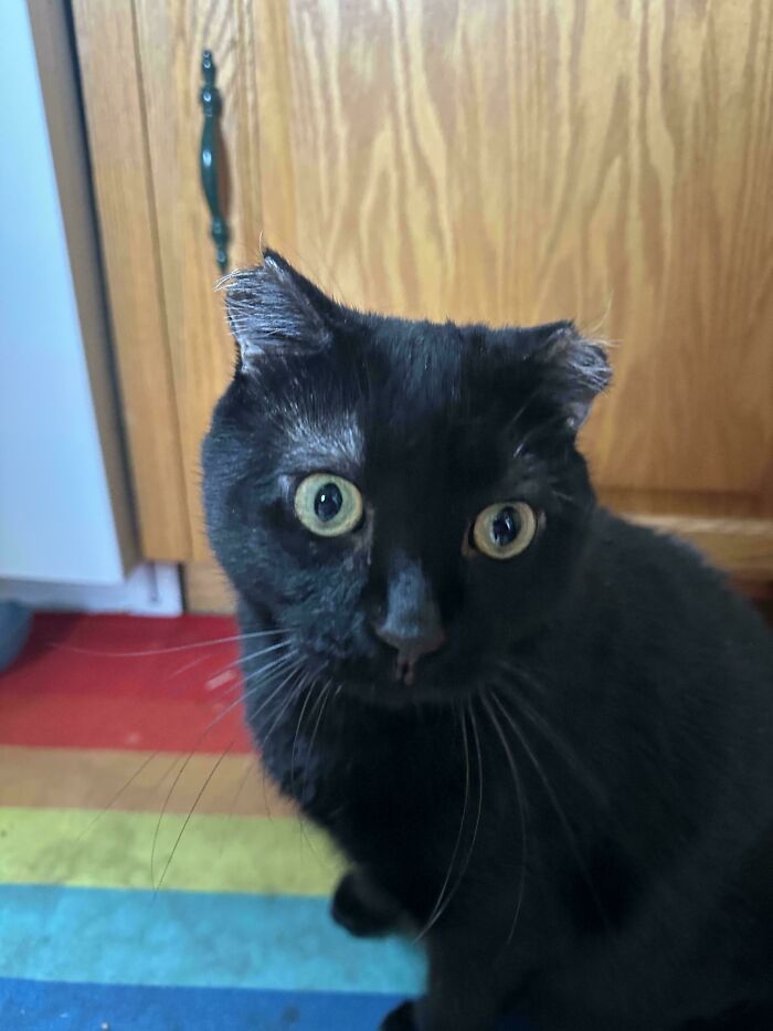 Black kitten with fluffy ear furnishings sitting on a colorful striped rug in front of wooden cabinets.