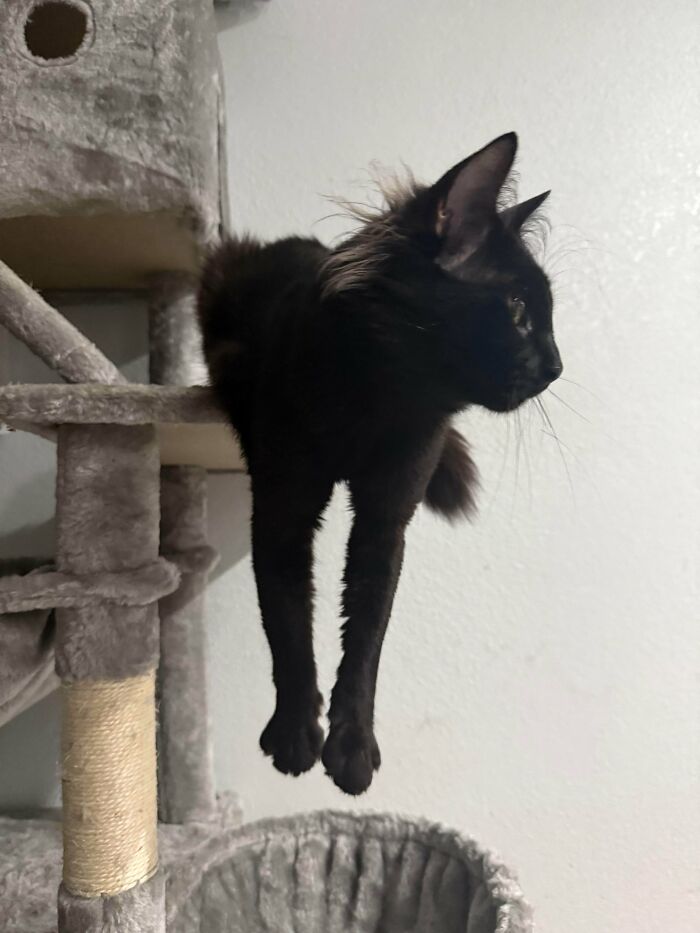 Black kitten with fluffy ear furnishings lounging on a gray cat tree, adding extra charm to its cuteness.