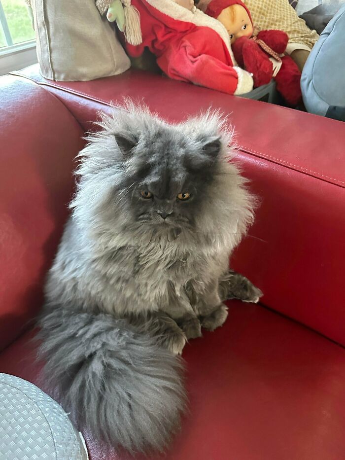 Fluffy grey kitten with prominent ear furnishings sitting on a red leather couch, showcasing extra charm and cuteness.