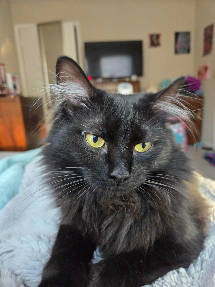 Black kitten with fluffy ear furnishings and bright yellow eyes lounging indoors on a soft blanket.