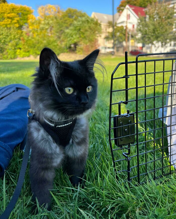 Black kitten with fluffy ear furnishings wearing a harness, standing on grass near a metal cage outdoors in sunlight.