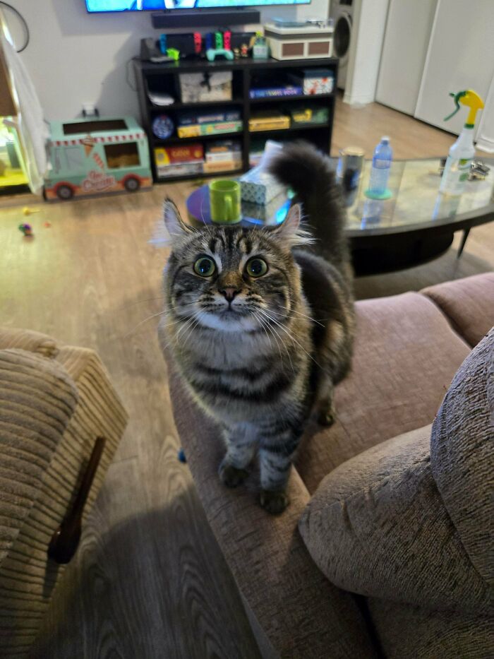 Tabby kitten with fluffy ear furnishings standing on a couch, looking up with wide eyes in a cozy living room.