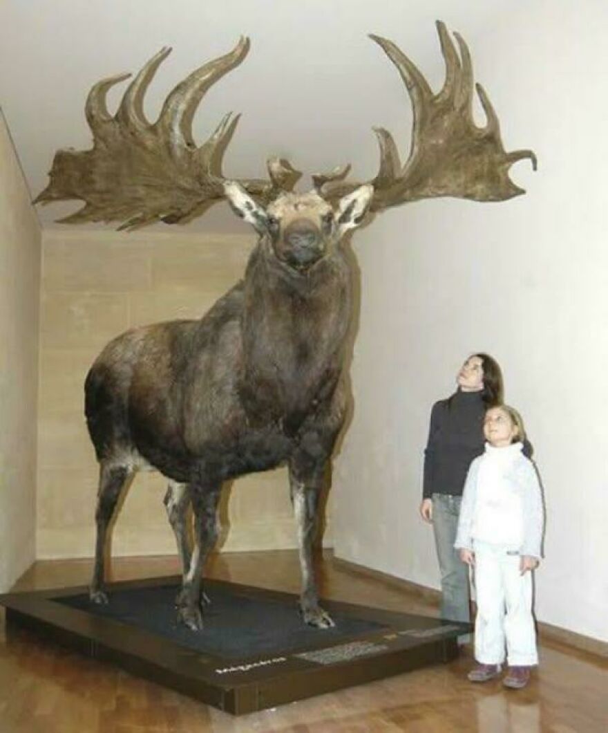 Massive moose taxidermy exhibit in a museum with two people looking up, illustrating random pictures worth exploring.