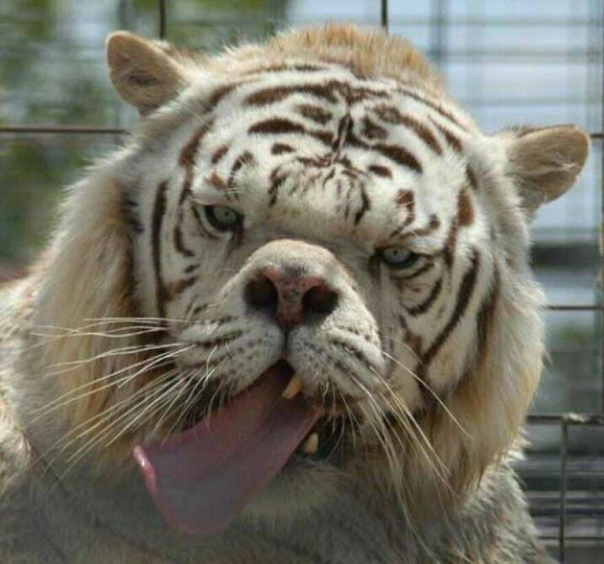 Close-up of a white tiger with unusual facial expression and tongue out in a cage, a random picture worth exploring.