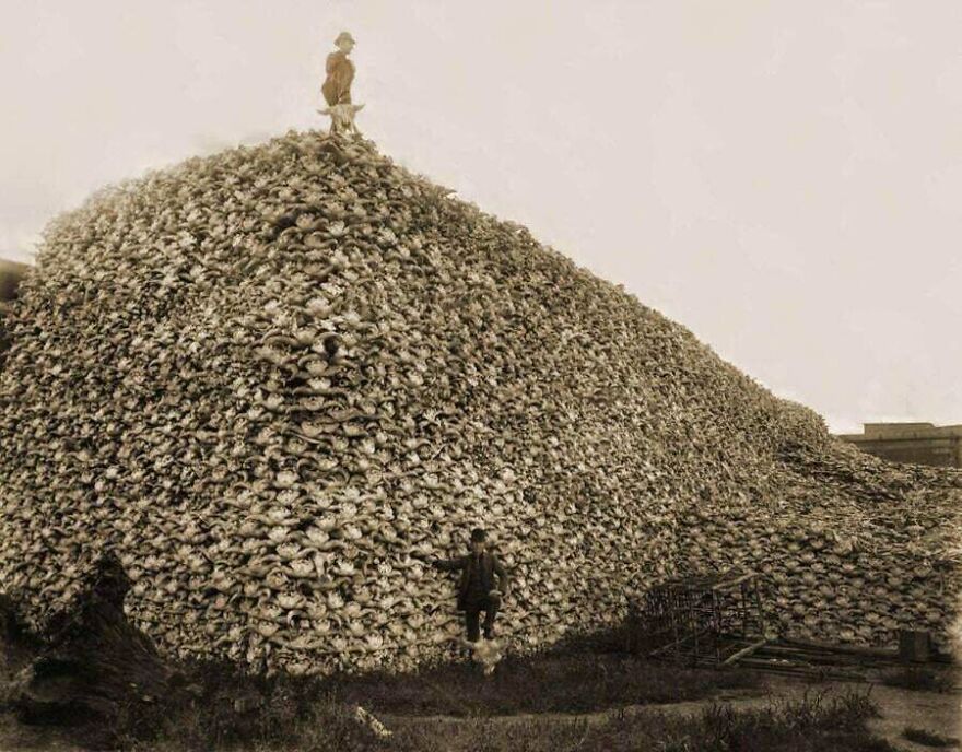 Massive pile of animal skulls with people climbing, an intriguing random picture worth going down a rabbit hole for discovery.