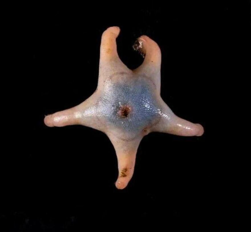 Unusual four-armed sea creature with translucent skin and blue center on a black background, a random picture to explore.