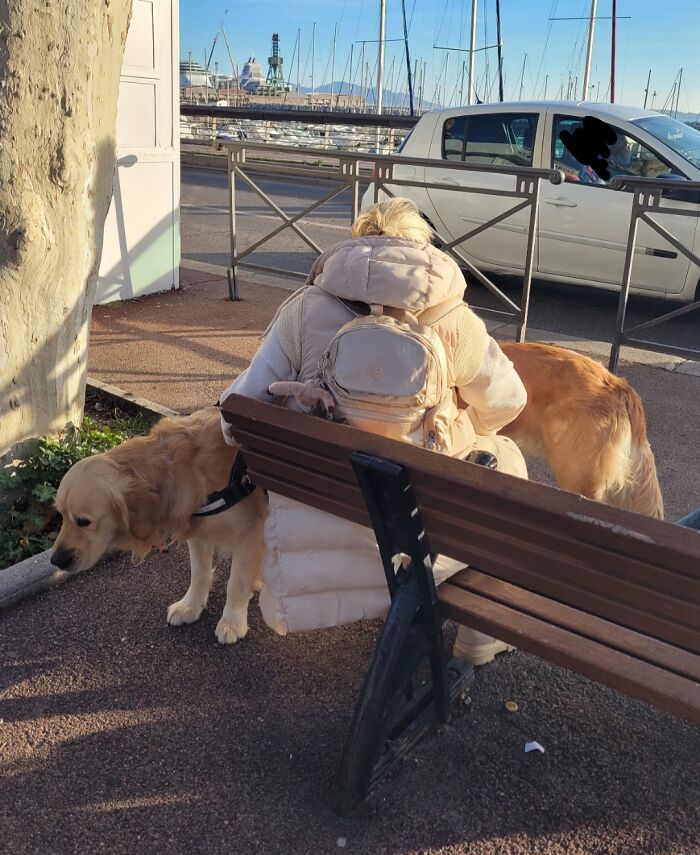 Person sitting on a bench wearing a light coat and backpack, blending with two golden retrievers in a confusing visual moment.