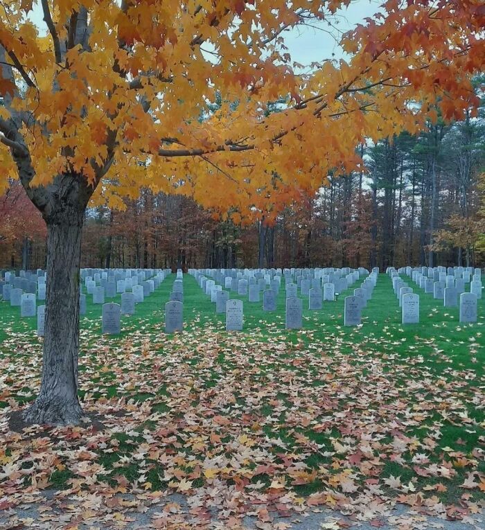 Rows of gravestones perfectly aligned under a tree with bright orange leaves in a confusing photo that challenges the brain.