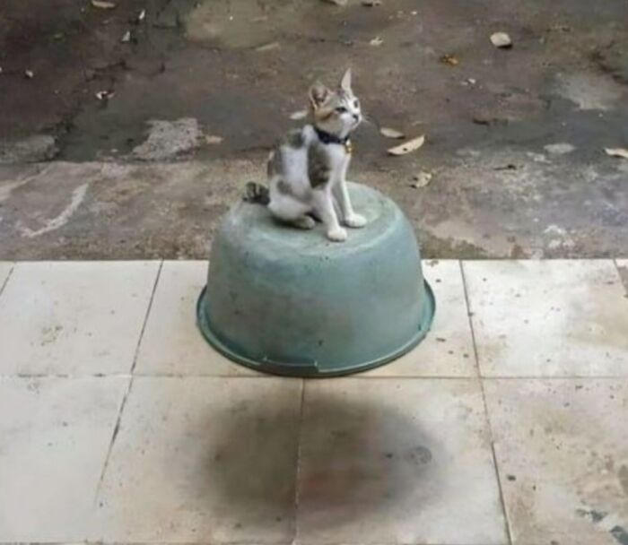 Cat sitting on an upside-down bucket that appears to be floating, a confusing photo that will make your brain pause.