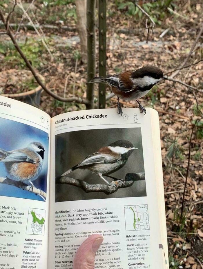 Small chickadee bird perched on a nature guidebook page showing a chestnut-backed chickadee in a woodland setting.