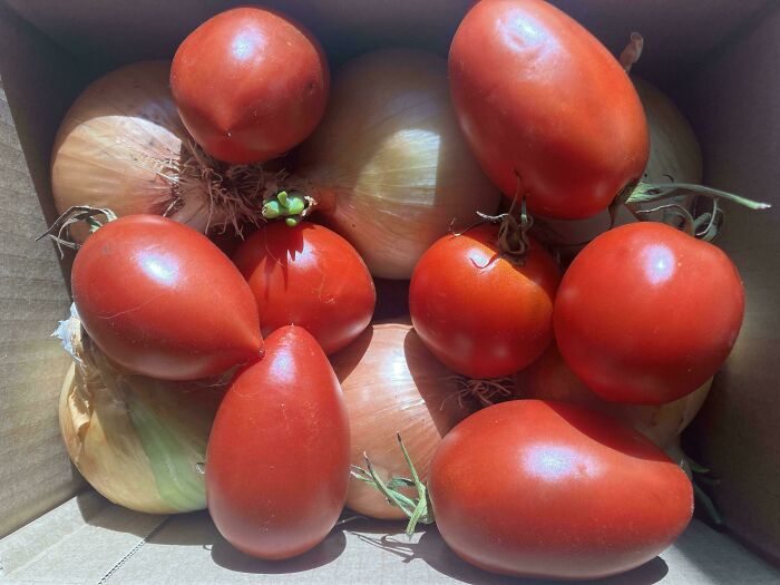 Box of fresh tomatoes and onions with natural light, a heartwarming photo that brings a little lighter feeling to your day.