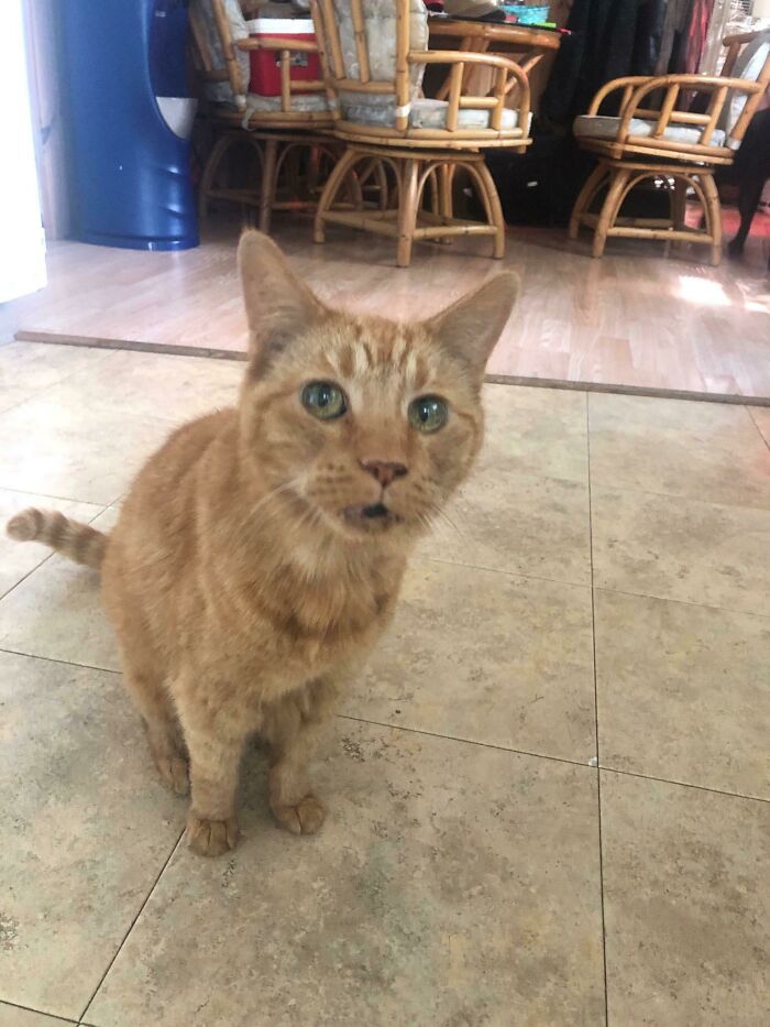 Ginger cat with expressive eyes standing on tiled floor in a cozy home, capturing heartwarming moments to brighten your day.