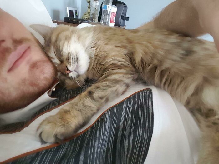 A heartwarming photo of a cat peacefully sleeping on a man's chest, capturing a cozy moment of comfort.