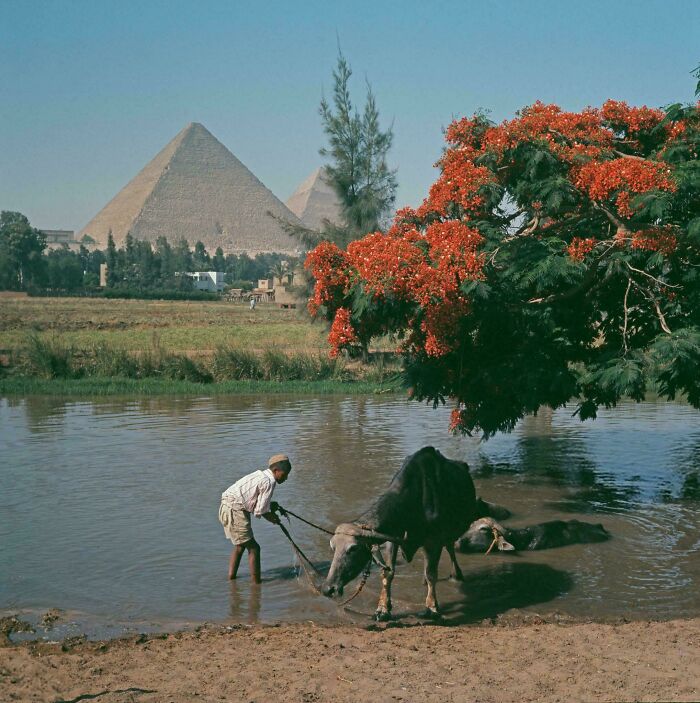 Man leading ox into water near tree with red flowers, with pyramids in the background, ancient Egypt photographs.
