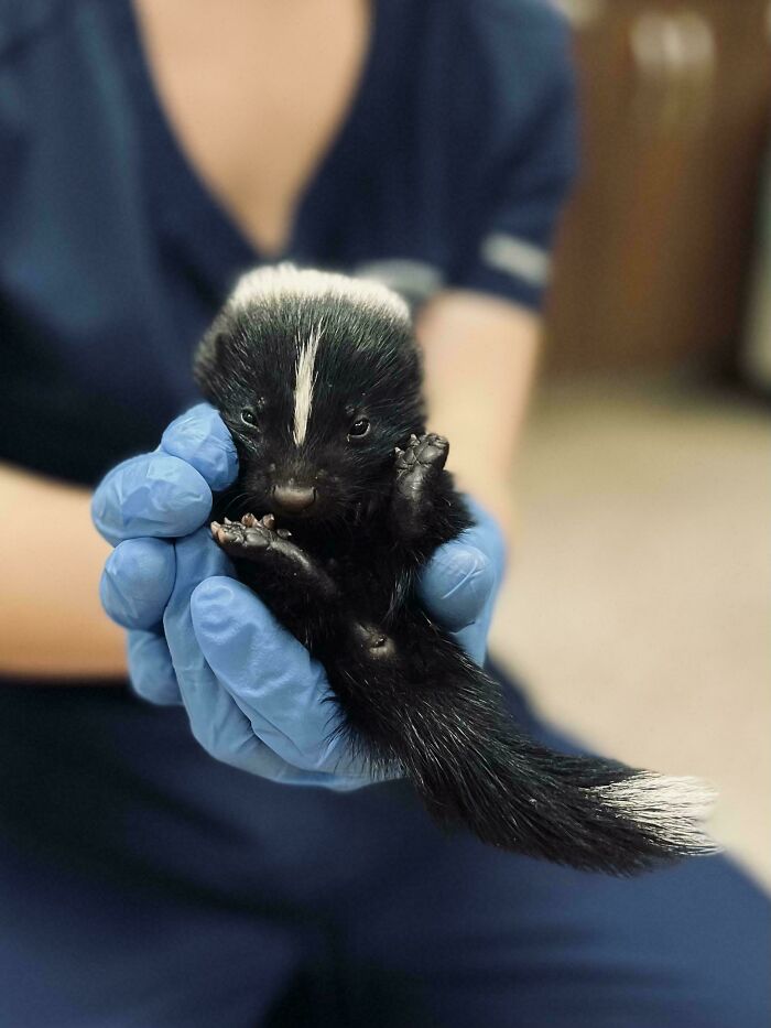 Veterinarian wearing blue gloves holding a small baby skunk, showcasing fascinating photos from different jobs.