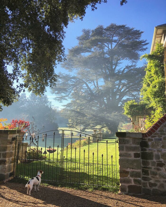 Small dog looking through an iron gate into a lush garden with sunlight filtering through large trees in an outdoor job setting.