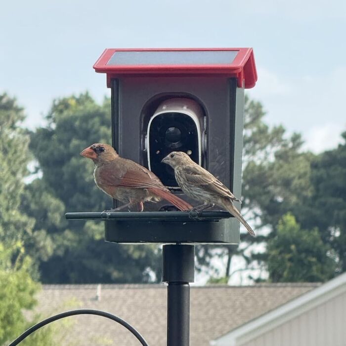 Two birds perched on a bird feeder outside with trees and houses in the background, gift ideas for mother-in-law.