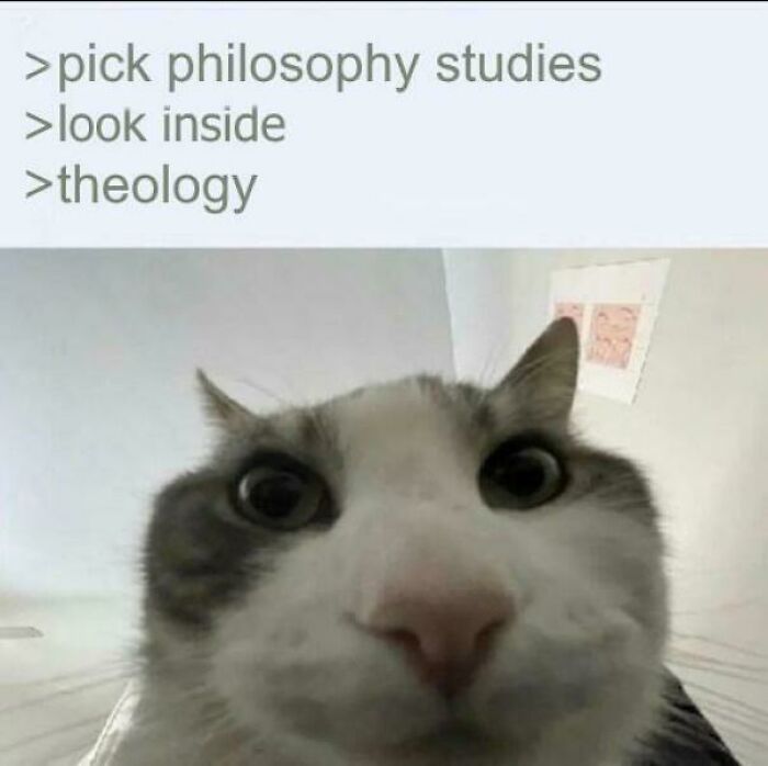 Close-up of a curious cat face with text referencing philosophy studies and theology in intellectual philosophy memes.