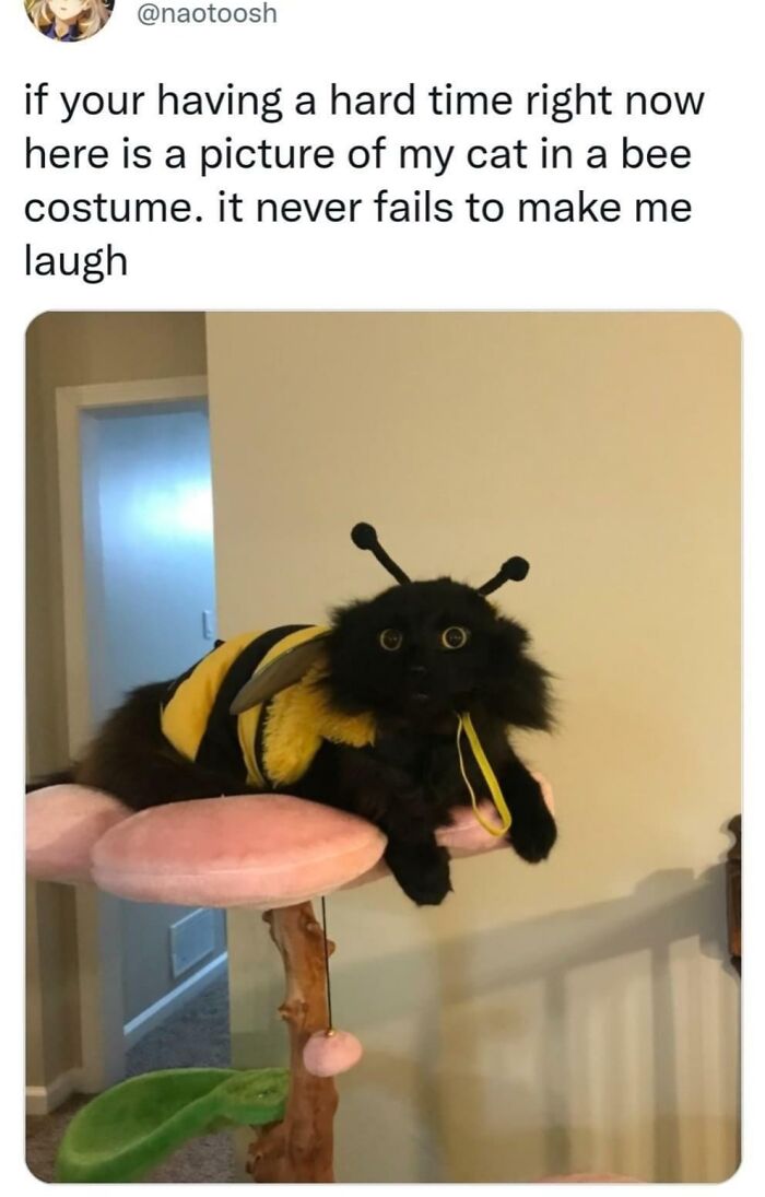 Black cat dressed in a bee costume sitting on a flower perch, a wholesome internet moment brightening the online world.