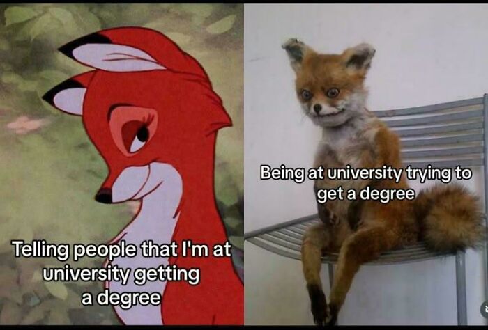 Two contrasting college memes showing a hopeful cartoon fox and a stressed furry fox about university struggles.