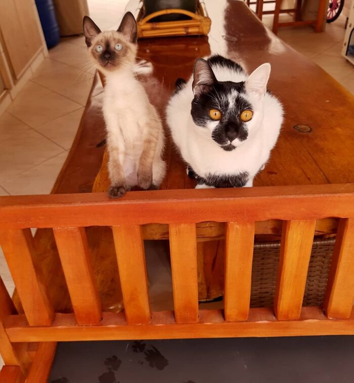 Two cats sitting on a wooden table, one with a heart-shaped mark, highlighting Thor the cat’s unique feature.