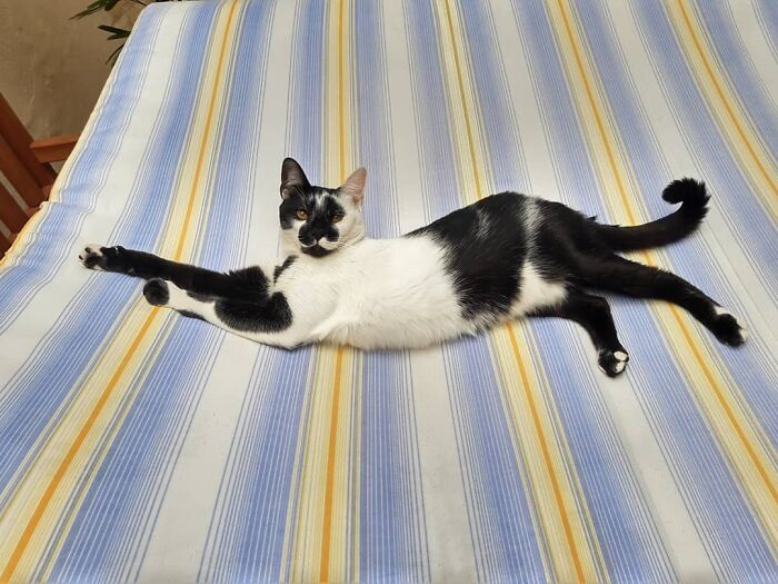 Black and white cat with heart-shaped mark lying on striped fabric, known as Brazil’s most beautiful cat.