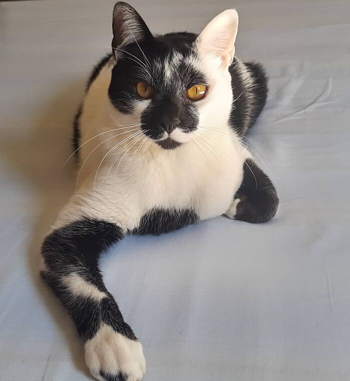 Black and white cat with a heart-shaped mark on its face, lying down and looking directly at the camera.