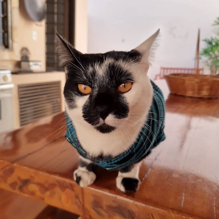Black and white cat with a heart-shaped mark wearing a blue sweater indoors on a wooden table, close-up portrait.