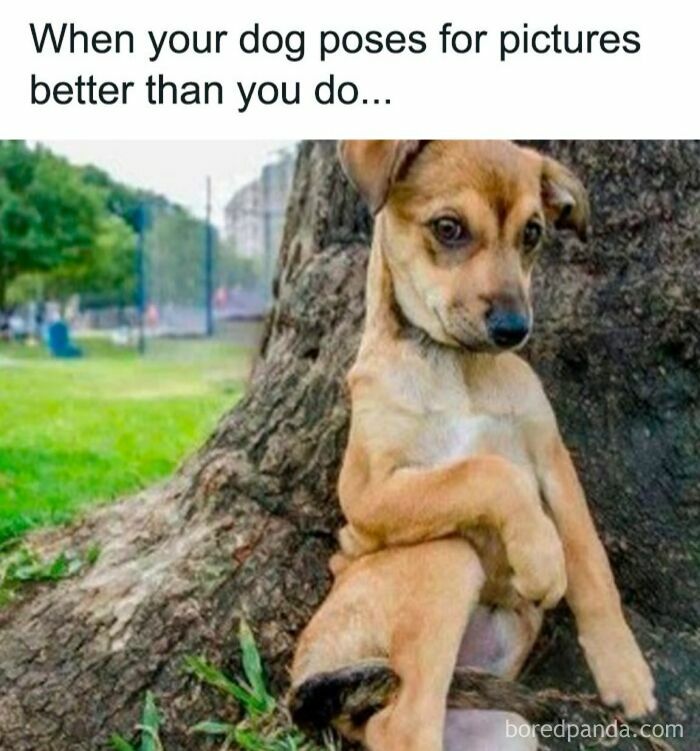 Cute dog posing by a tree with a humorous caption, perfect for funny and cute animal memes bringing positivity.