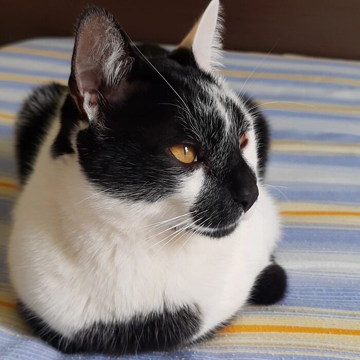 Black and white cat with a heart-shaped mark on its face resting on a striped blue and yellow surface.