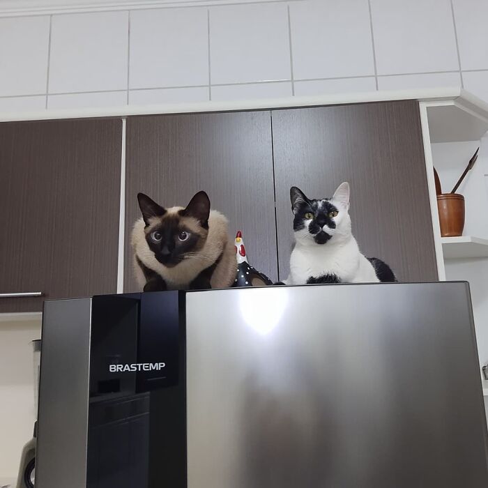 Two cats sitting on a kitchen appliance, one with a heart-shaped mark resembling Thor, Brazil’s most beautiful cat.