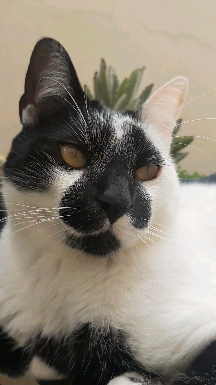 Close-up of Thor the cat with unique black and white fur and a heart-shaped mark on his face outdoors.