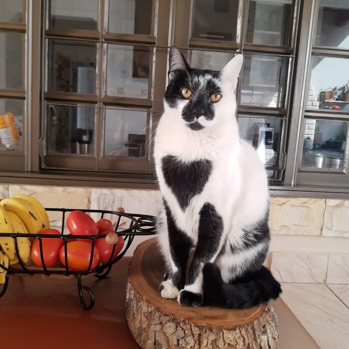 Black and white cat with a heart-shaped mark on chest sitting on a wooden surface in a home kitchen setting