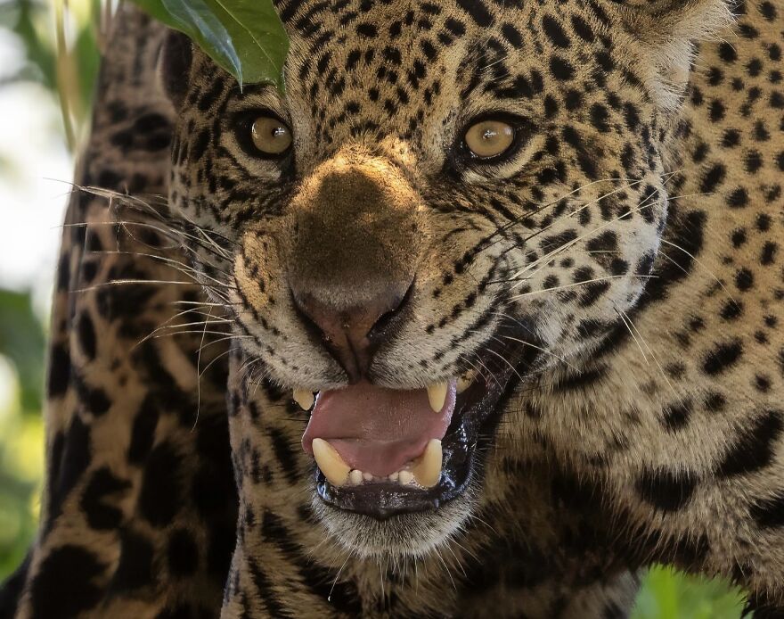 Close-up of a leopard showing sharp teeth and intense eyes, highlighting nature's most formidable predators in the wild.