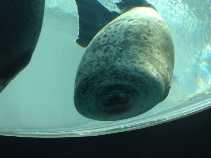 Seal underwater captured at the perfect time showing its face pressed against the glass in a funny and interesting moment.