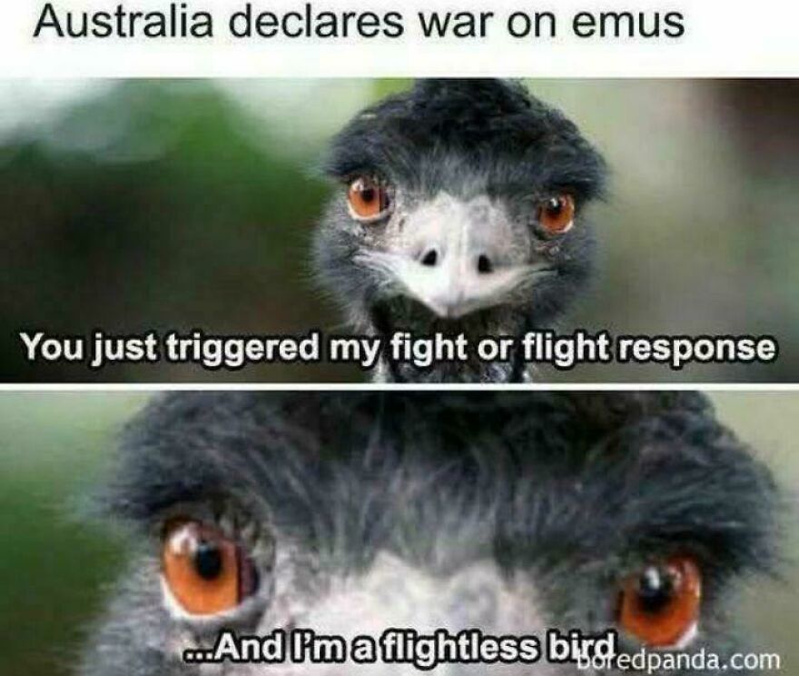 Close-up of an emu with intense eyes paired with a joke about Australia declaring war, highlighting horrible jokes and angry upvotes.