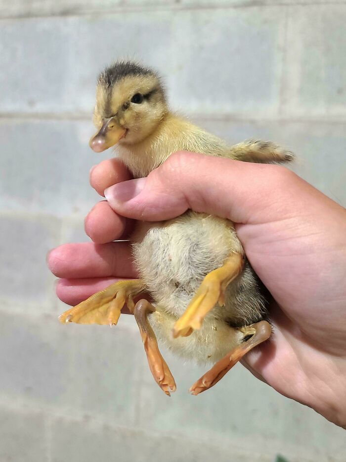 A person holding a small duckling gently, showcasing a fascinating moment from different jobs.