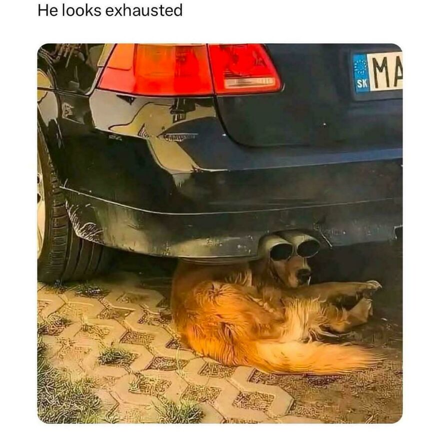 Golden retriever lying under a car with exhaust pipes positioned like sunglasses, creating a funny horrible joke moment.