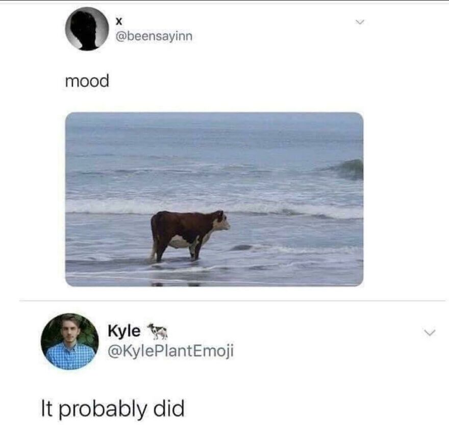 A Twitter joke featuring a cow standing in the ocean, highlighting horrible jokes that get angry upvotes.