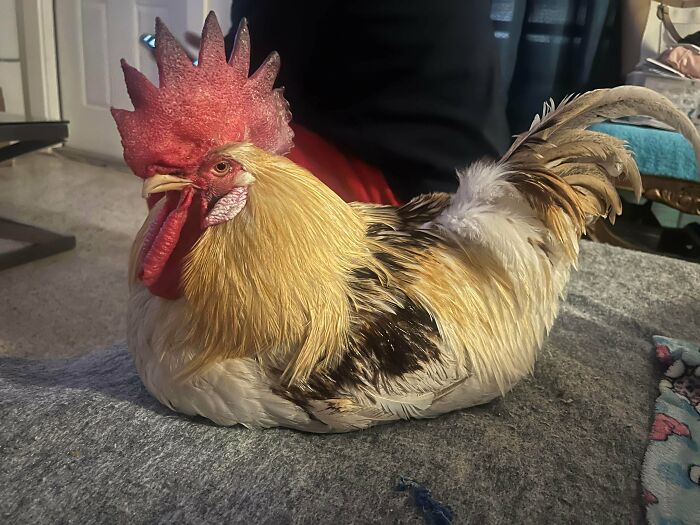 Rooster sitting indoors on a carpet, showcasing snobbish attitude captured for people to shame online.