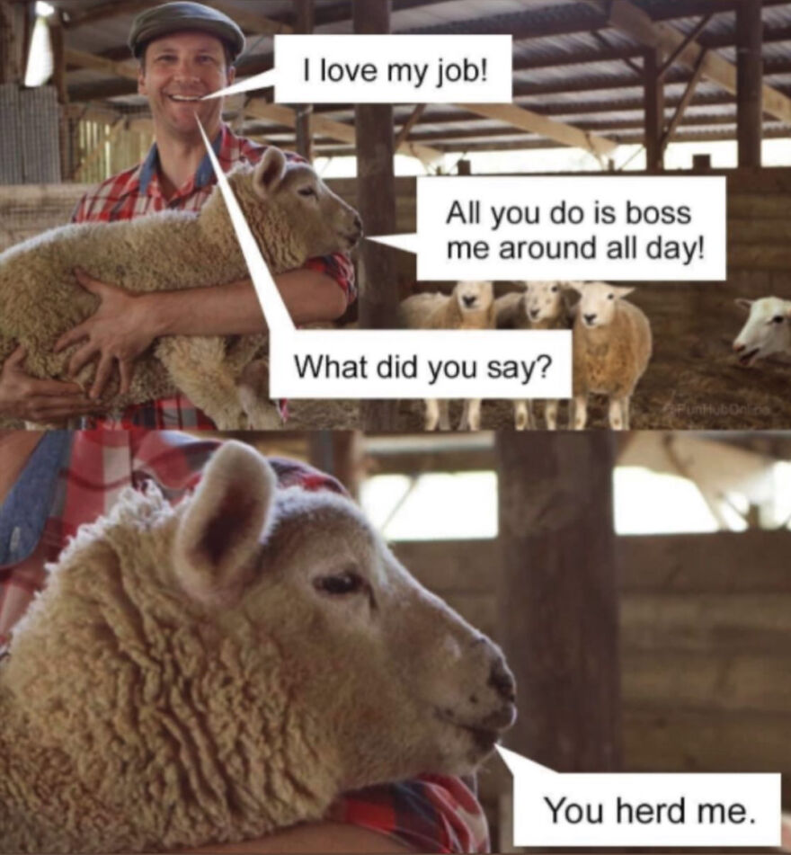Farmer holding a sheep with a pun-filled conversation, showcasing a horrible joke rewarded with an angry upvote.
